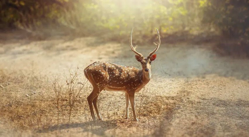 Shamirpet Deer Park, Hyderabad, Telangana - Vushii.com Shamirpet Deer Park, Hyderabad, Telangana - Vushii.com